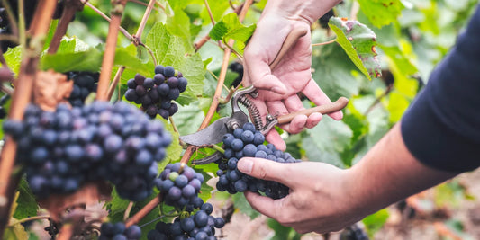 Die wichtigsten Champagnertrauben
