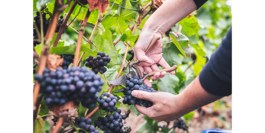 Die wichtigsten Champagnertrauben