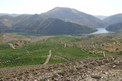 TERRAS DO GRIFO Grande Reserva 2017 75cl Rot DOP Douro Superiore