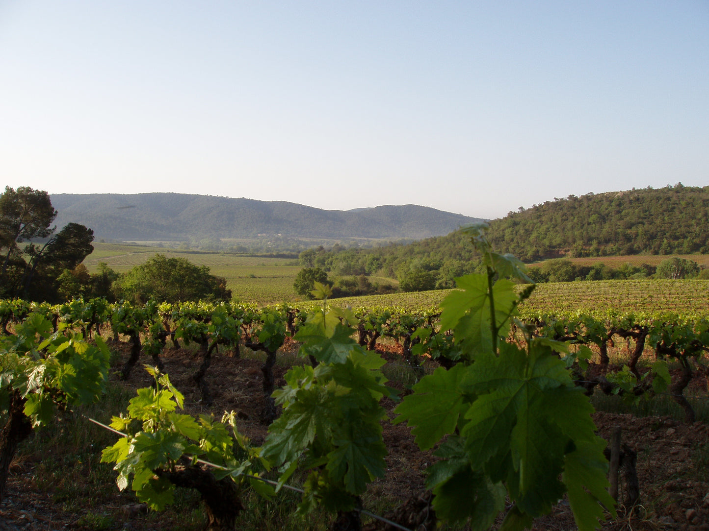 CHATEAU LA GORDONNE La Chapelle Weiß Bio 75cl 2022